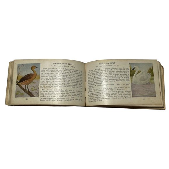 Vintage Antique 1921 Bird Guide Book Water Game and Birds of Prey Chester Reed - Picture 4 of 10